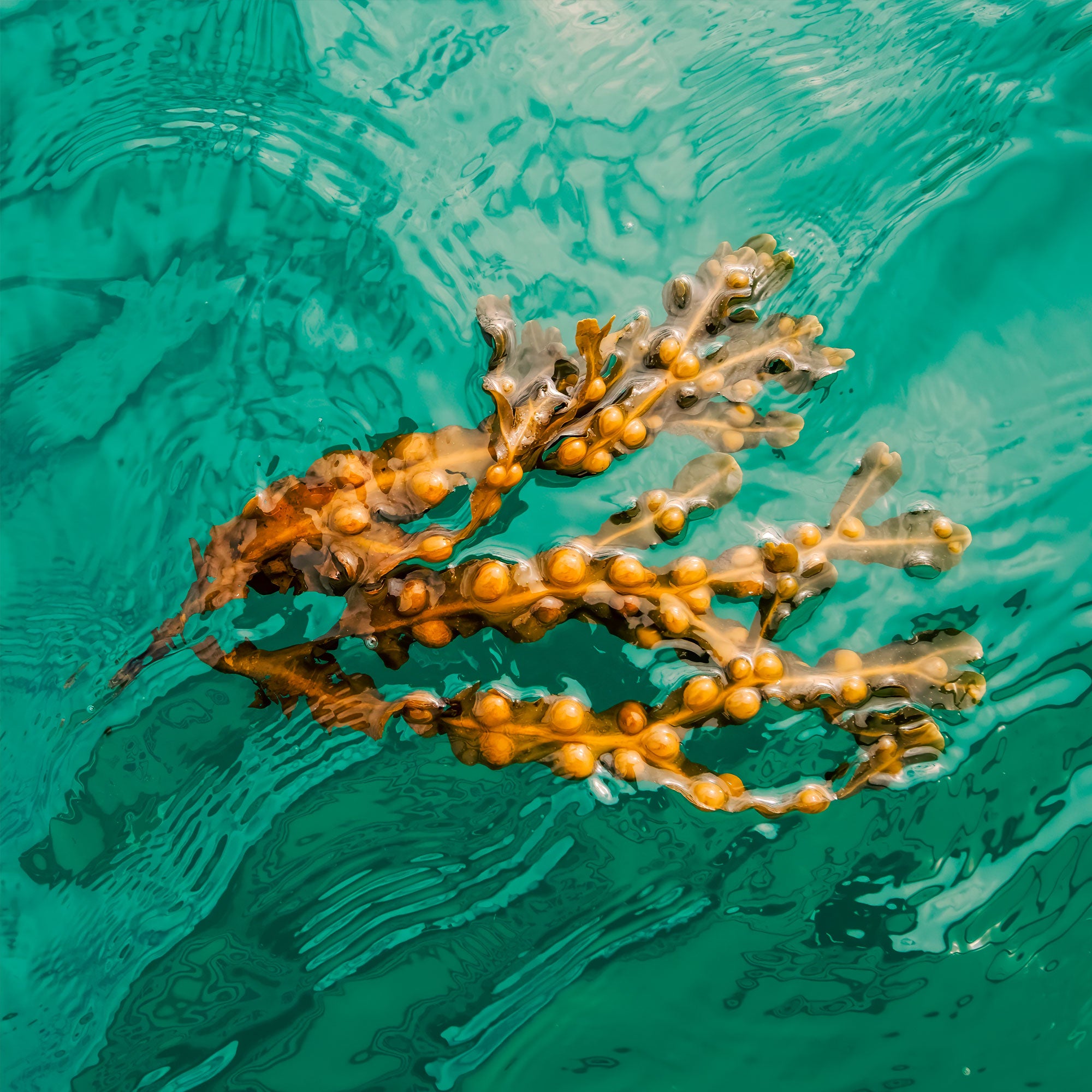 Emerald Drift /NEW/