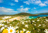 Barley Cove Daisies