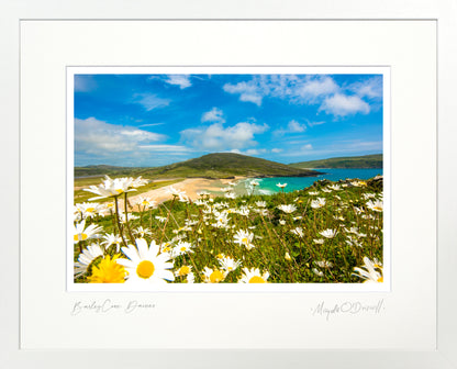 Barley Cove Daisies
