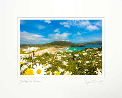 Barley Cove Daisies